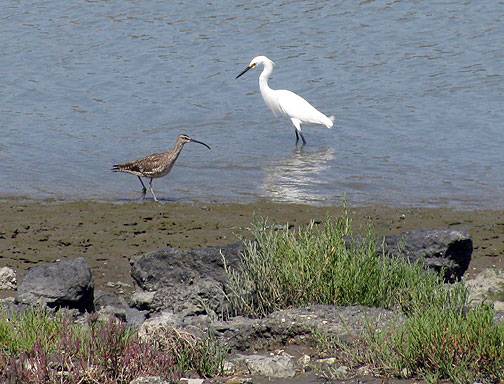 Egret-and-long-billed-curlew 0984.jpg