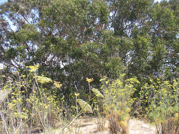 File:Dogpatch-fennel-and-eucalyptus-on-top-of-Irish-Hill 9853.jpg