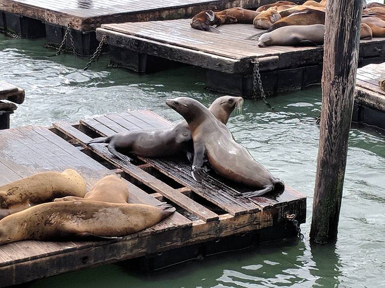 Seals-Pier-39 20180513 150722.jpg