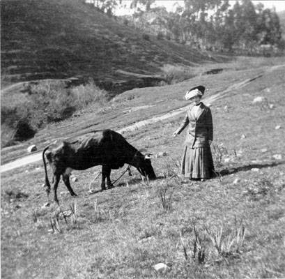 Elise Beneke Tietz with cow in Glen Canyon c1909 AAD-2705.jpg