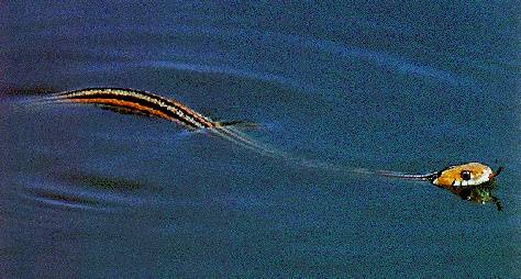 File:Ecology1$sf-garter-snake-in-water.jpg