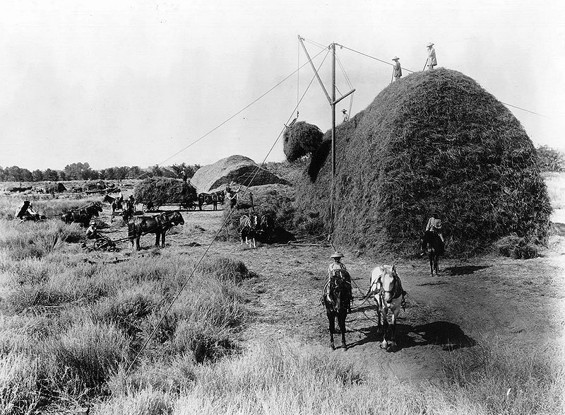 Alfalfa-harvest-Stockdale-Ranch-ranch-survey-Kern-1890s.jpg