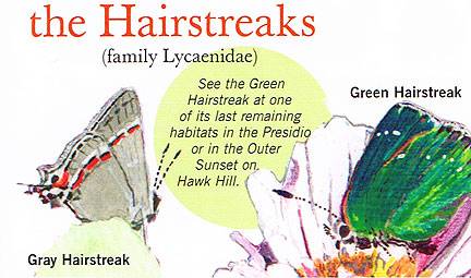 File:Butterflies hairstreaks.jpg