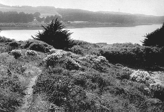File:Wildflowers-at-lake-merced-1920s.jpg