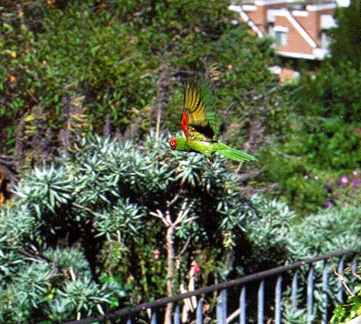 File:Norbeach$parrot-over-greenwich-steps.jpg