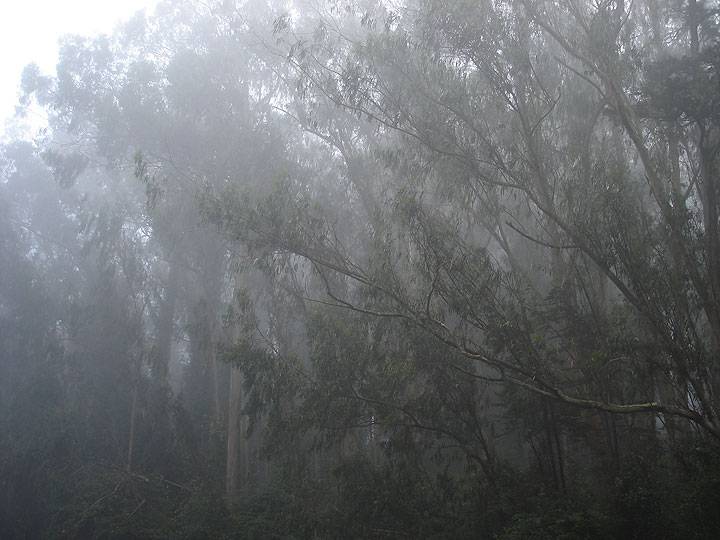 File:Eucalpytus-in-sutro-forest-and-fog-1279.jpg