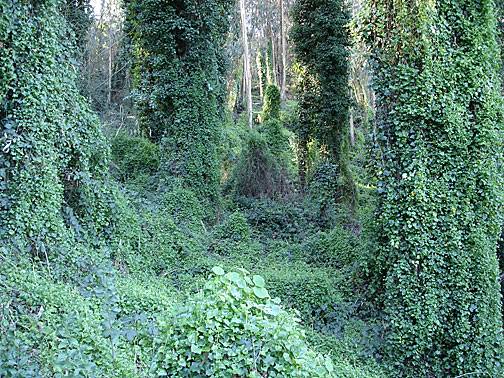 File:Sutro-forest-in-ivy6021.jpg