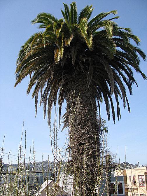 Palm-tree 0289.jpg