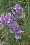 Ecology1$purple-flower.jpg