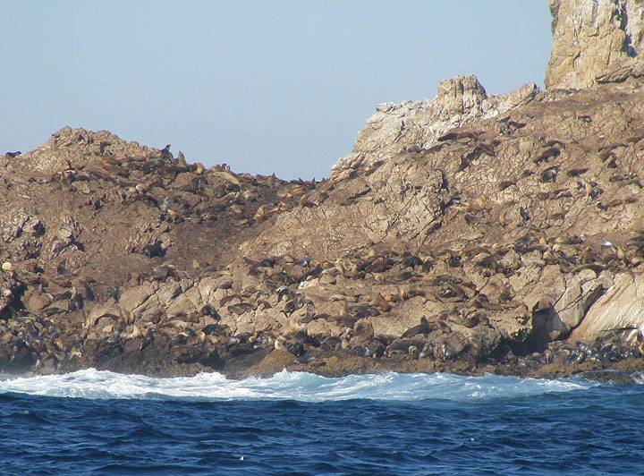 Farallones-w-seals-and-seal-lions 5402.jpg