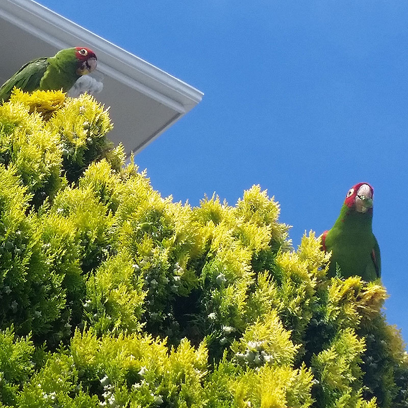Wild-parrots-in-Noe-Valley 20170703 144703 101.jpg
