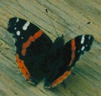 Ecology1$red-admiral-butterfly.jpg