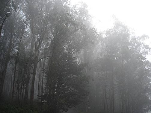 Sutro-forest-fog1278.jpg