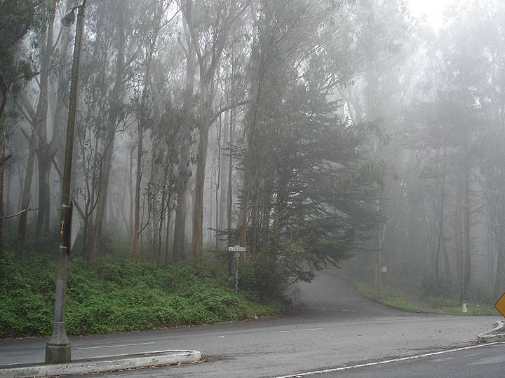 File:Eucalyptus-and-fog-on-clarendon-1280.jpg