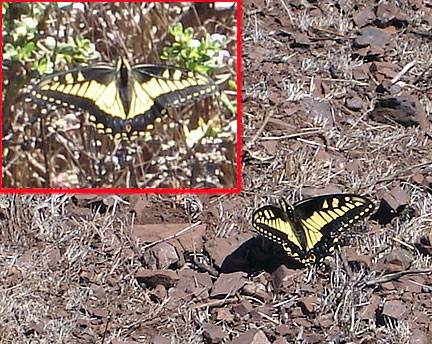 Anise-swallowtail-x2-Twin-Peaks-aug07 6978.jpg