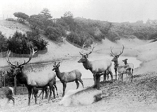Ggpk$deer-1899.jpg