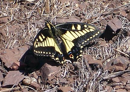 Anise swallowtail-on-Twin-Peaks Aug07 6983.jpg
