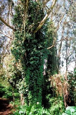 Ecology1$ivy-chokes-eucalyptus.jpg