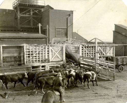 File:Cattle in Butchertown jan 11 1921 AAB-6727.jpg