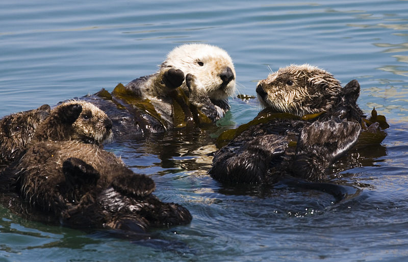 File:800px-Four sea otters Morro Bay CA 2007 Mike Michael L. Baird.JPG