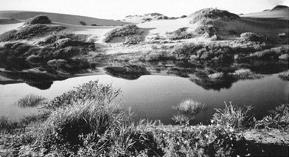 1910 Willard Worden inter-dune-pond.jpg