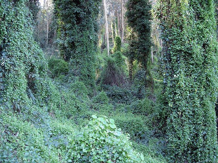 File:Eucalyptus-sutro-forest-choked-in-ivy-6021.jpg