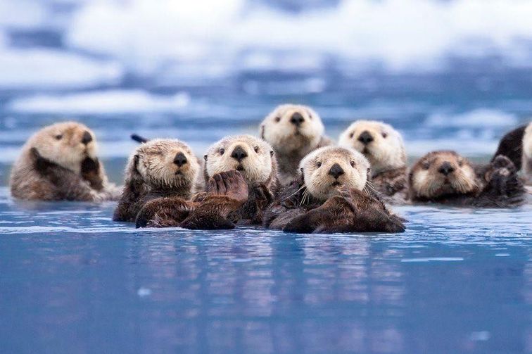 Sea otters from John I Alioto FB.jpg
