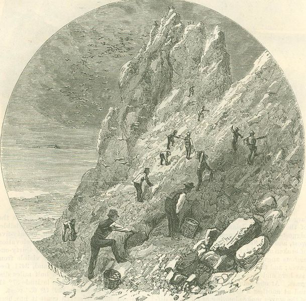 File:Gathering eggs at the Rookeries.jpg