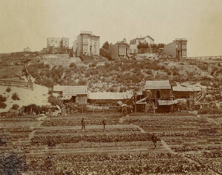 File:Chinese vegetable gardens in Cow Hollow c. 1890s.jpg