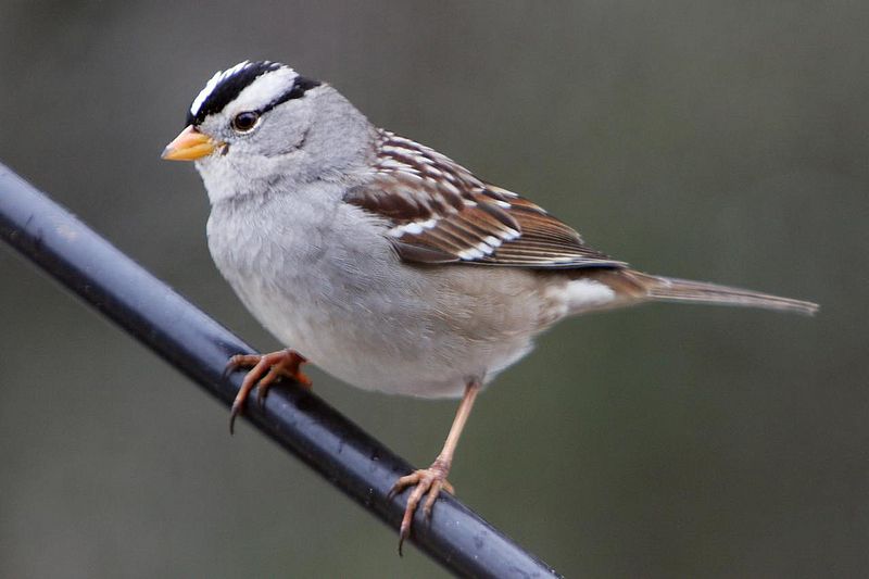 File:White-crowned Sparrow 2.jpg