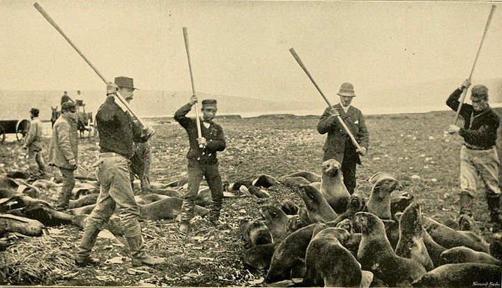 800px-Killing fur seals St Paul Island Alaska 1890s.jpg