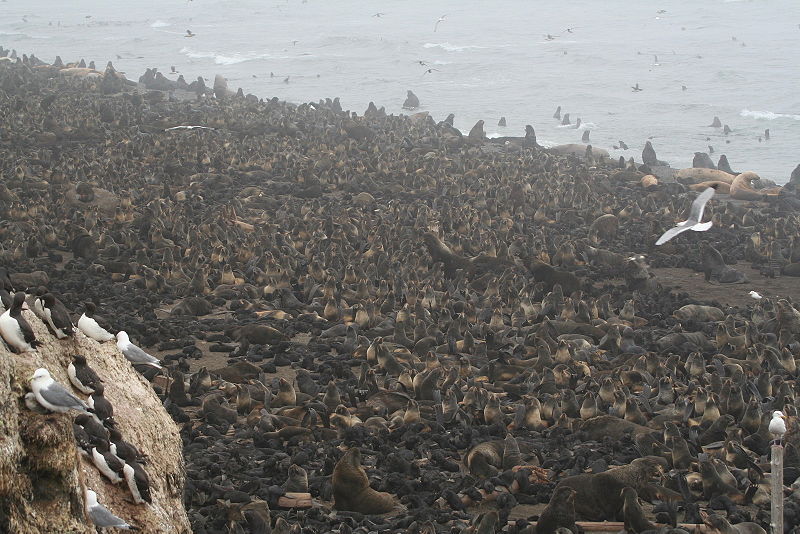 File:Northern fur seal rookery tuleny by Wldland.jpg