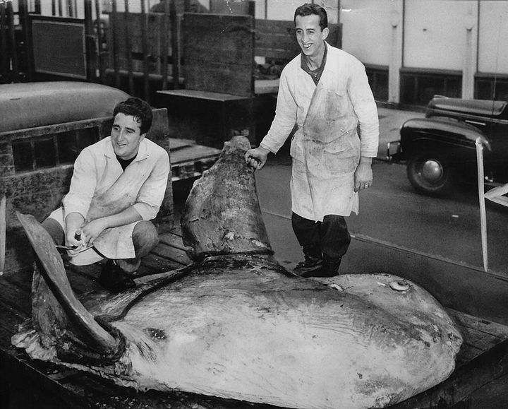 Frank-Alioto-and-coworker-with-huge-sunfish-1930s.jpg
