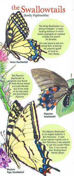 File:Butterflies swallowtails.jpg
